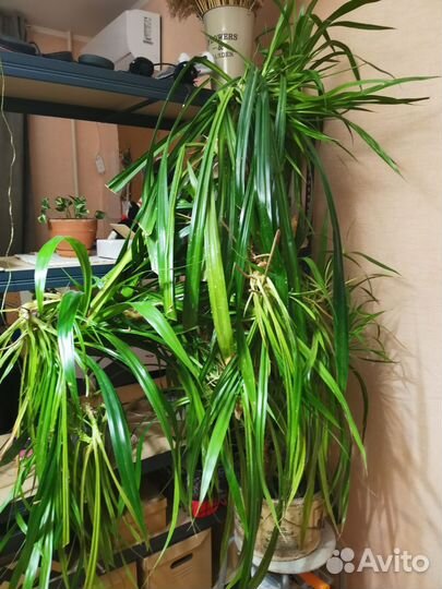 Пальма винтовая панданус 1.5 м большое растение