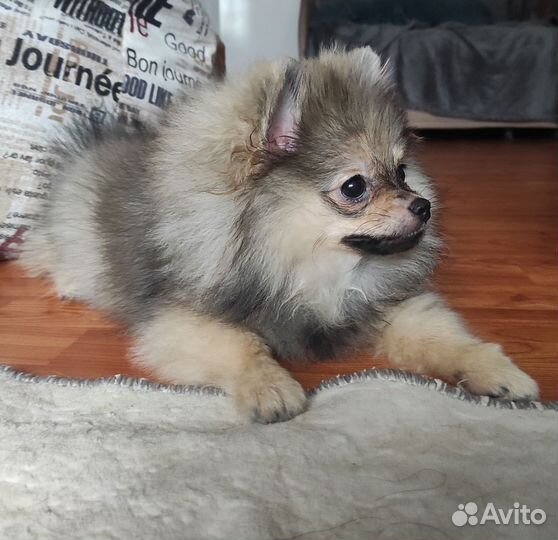 Померанский шпиц мини