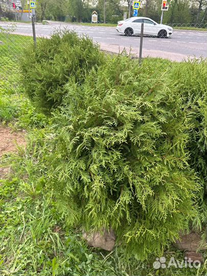 Туя глобоза диаметр 1м премиум качества