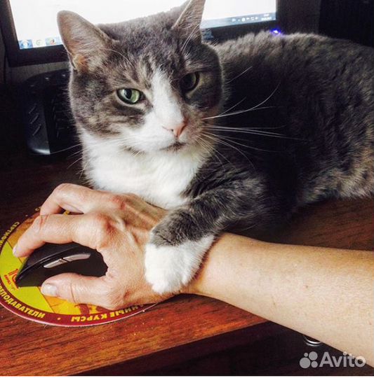 Передержка домашних кошек, с 22 октября