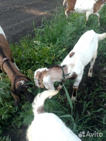 Козлик и козочка Каморинубы