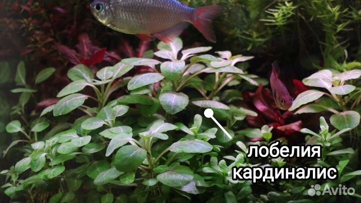 Красивые быстрорастущие аквариумные растения
