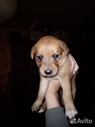 Красавцы дворняжки