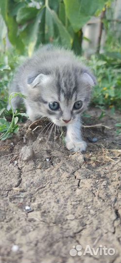 Вислоухая кошка бесплатно