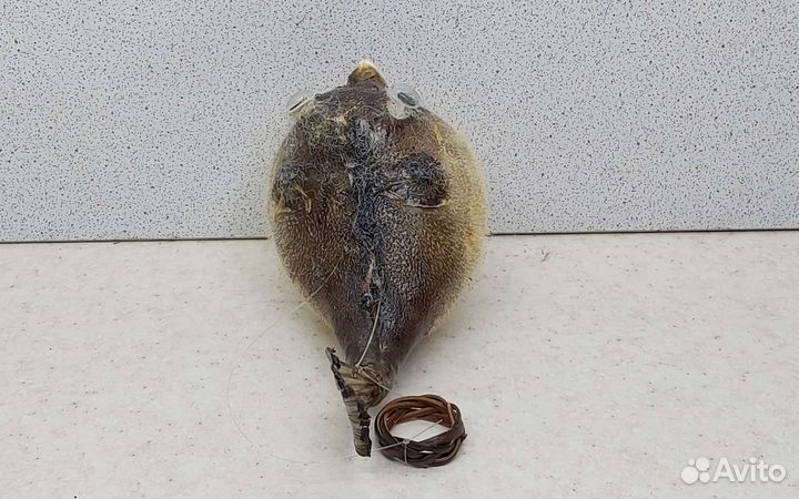 Рыба Попугай 10,7 морской сувенир подарок