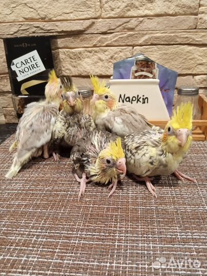 Попугаи Кареллы