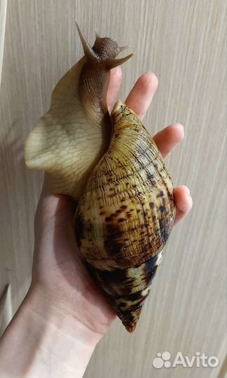 Улитки ахатины