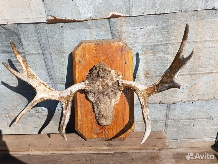 Продам рога лося