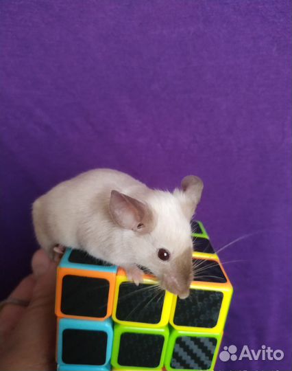 Кариковые декоративные мышки-малышки