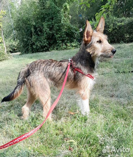 Щенок квартирный в добрые руки