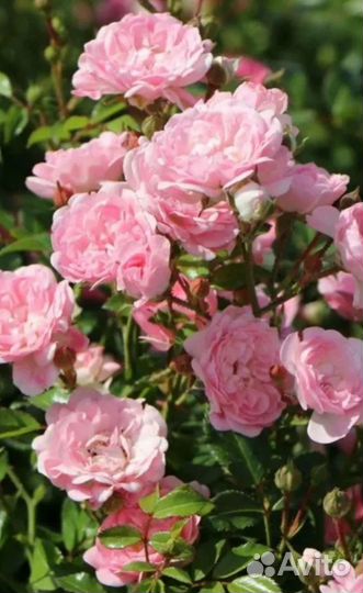 Почвопокровная роза