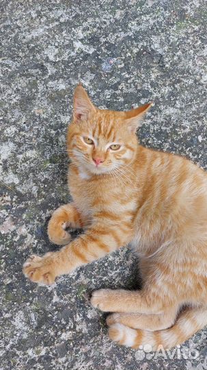 Рыжий котейка