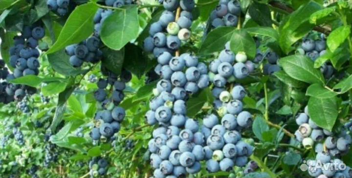 Голубика Дюк саженцы