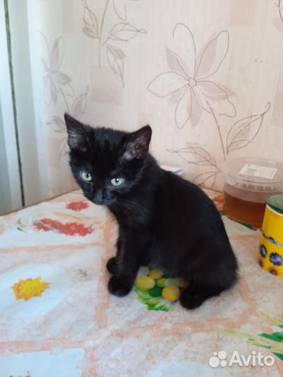 Сиамские котята