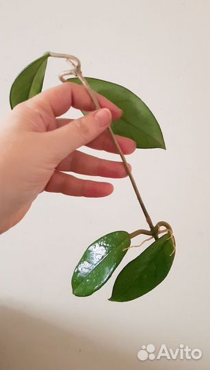 Черенки хойи карноза