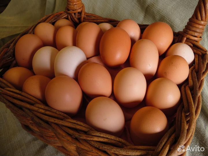 Домашние куриные яйца