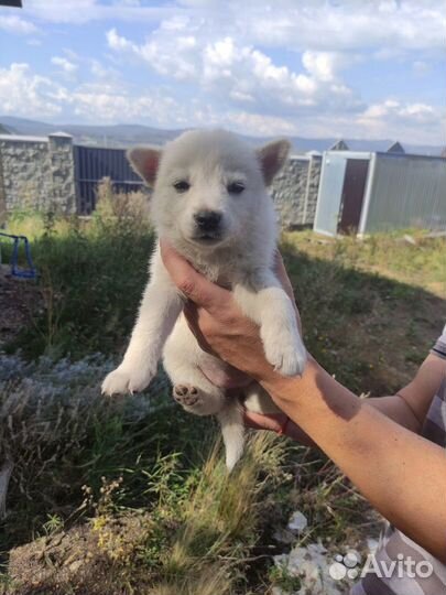 Отдам бесплатно щенки