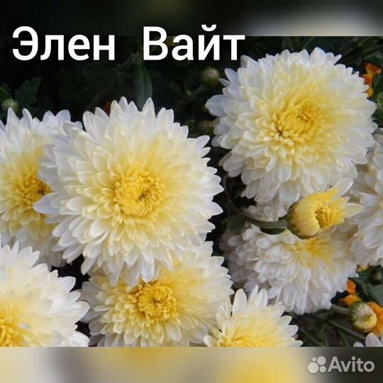 Хризантема