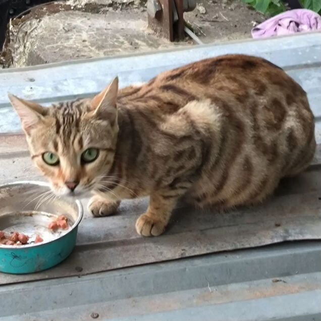 Бенгальская, взрослая кошка