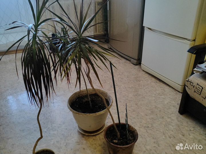 Пальма драцена