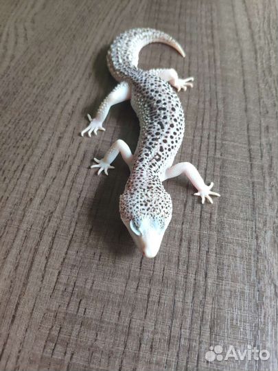 Пятнистый эублефар Super Black Hole