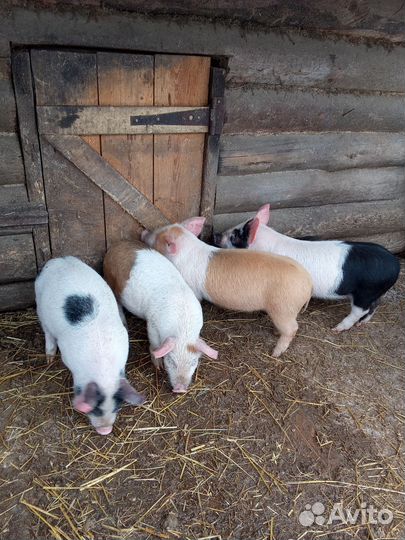 Домашние поросята