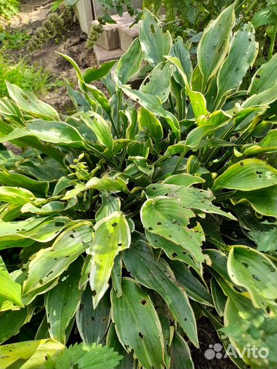 Хоста растение