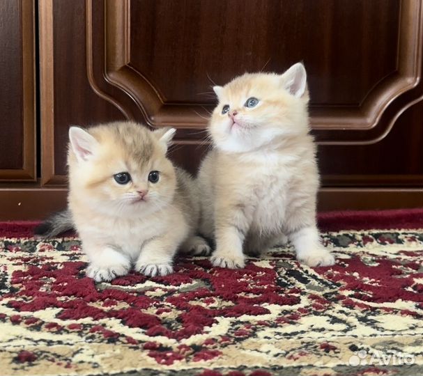 Британские котята