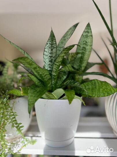 Сансевиерия