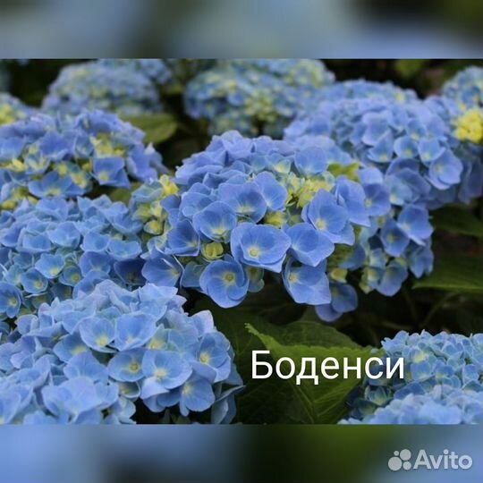 Гортензии, укоренённые черенки. Отправка почтой