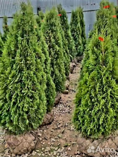 Туя смарагд саженцы