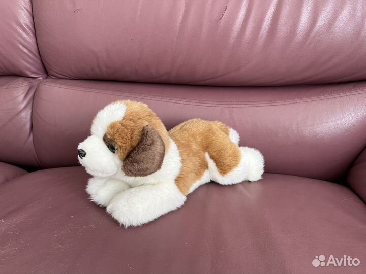 Щенок сербернара Aurora