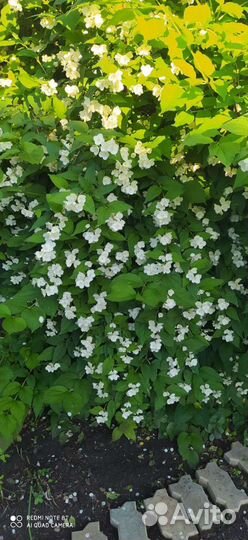 Чубушник, Сибирский Жасмин, много разных растений