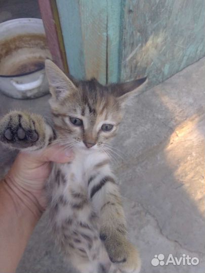 Котенок бесплатно