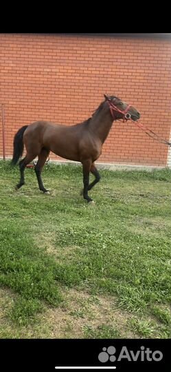 Верховая лошадь