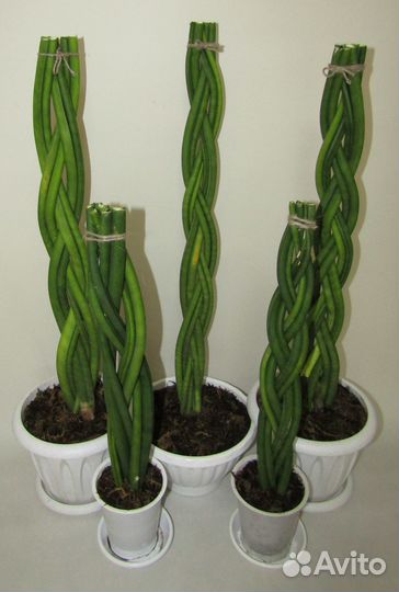 Сансевиерия Цилиндрика