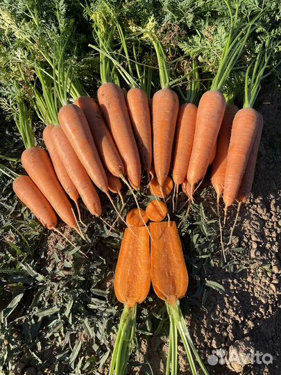 Морковь оптом