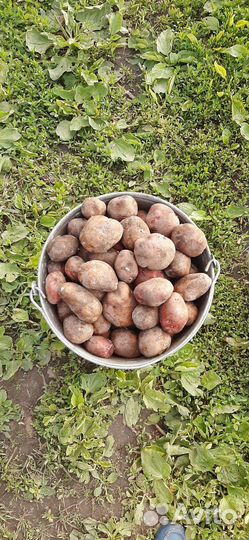 Картофель крупный