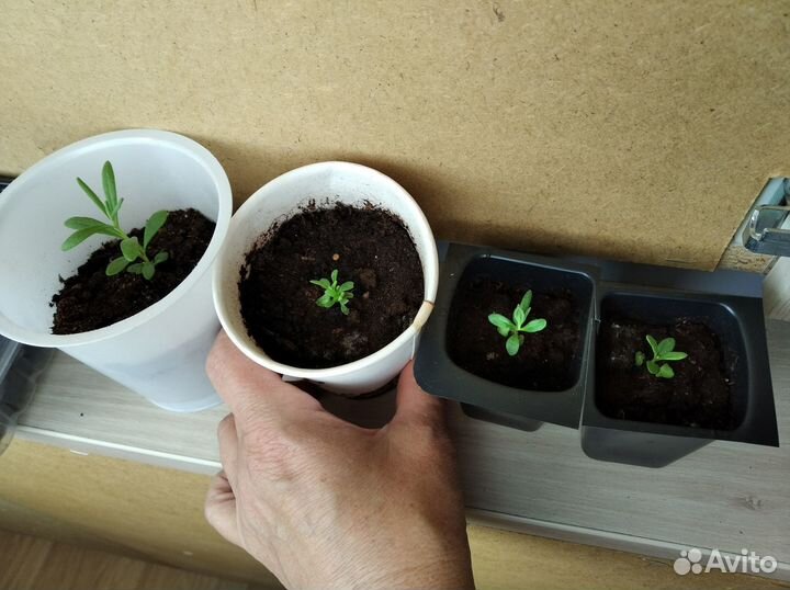 Цинерария рассада, лаванда