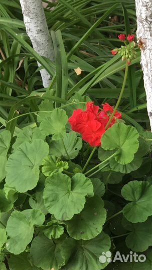 Герань полумахровая цвет малиновый