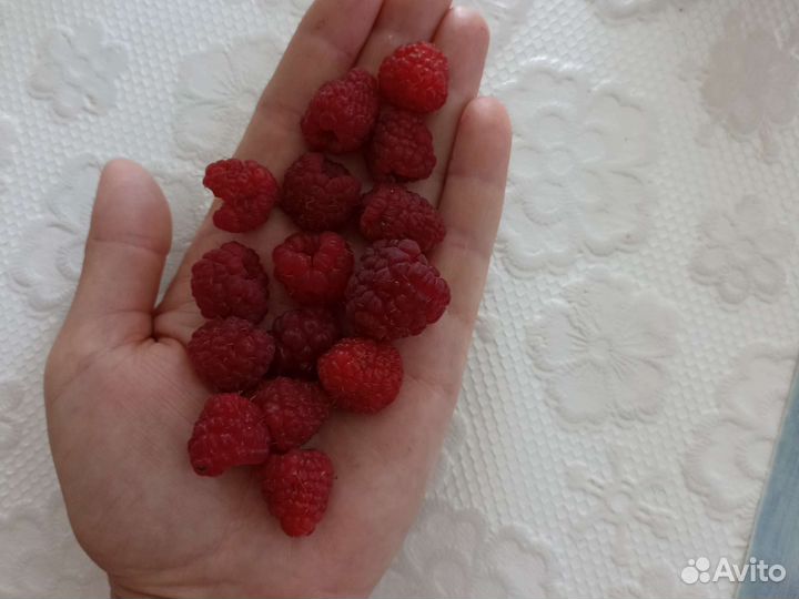 Кусты малины Геракл
