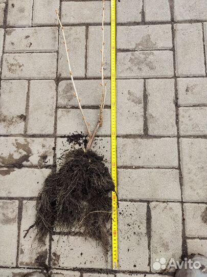 Кусты чёрной смородины оптом