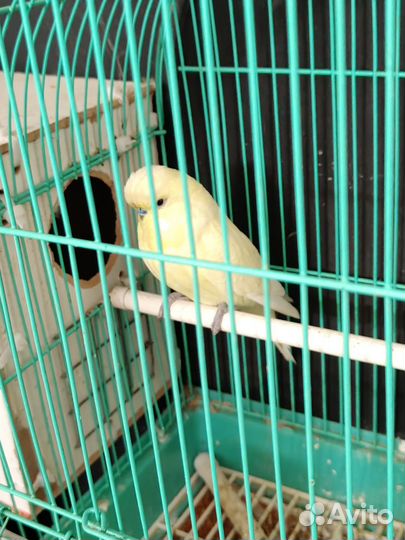 Волнистый попугай и корелла