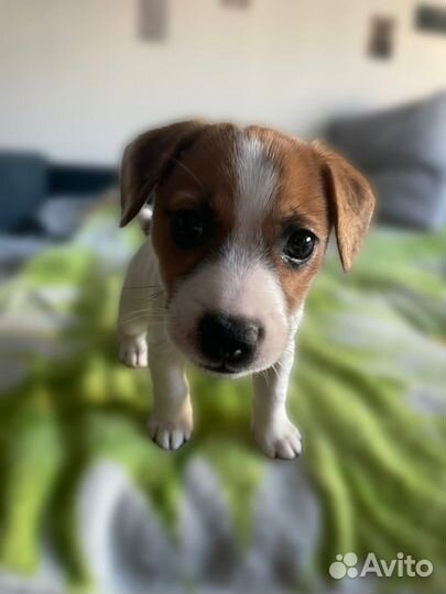 Щенок Джек Рассел терьер Девочка