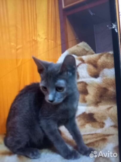 Кошки подростки метисы