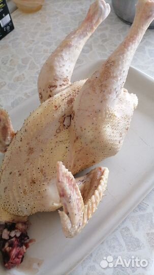 Петухи домашние