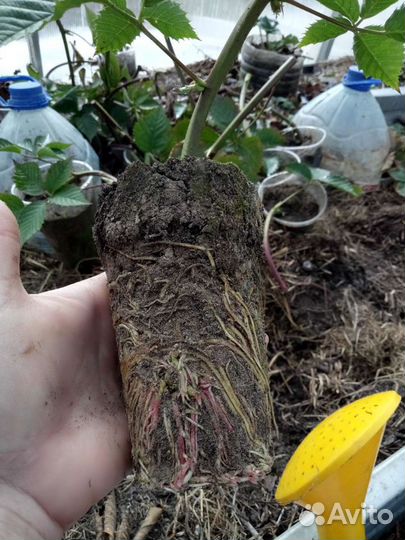 Саженцы Ежевики без шипов