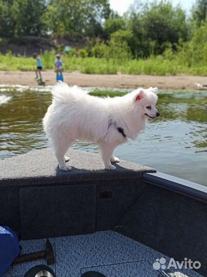 Немецкий шпиц