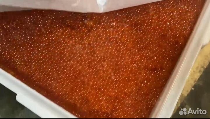 Красная икра горбуши 2023 Камчатка