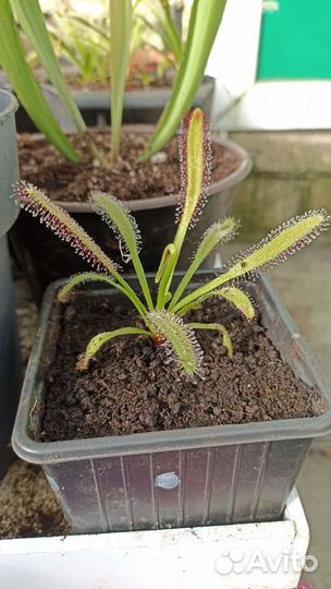 Росянка капская, семена в подарок